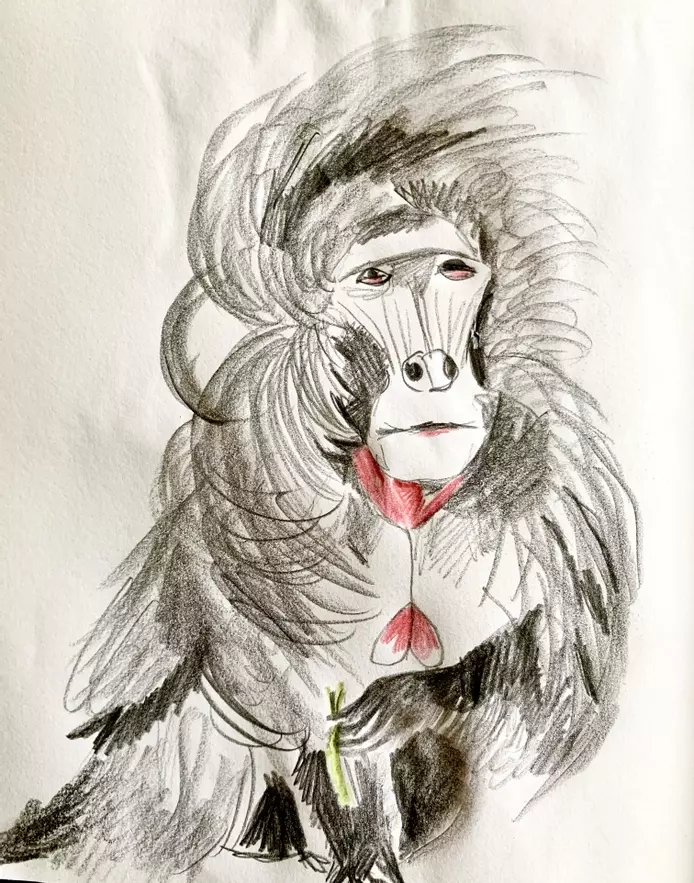 a pencil and coloured pencil sketch of a galada monkey. He has amazing long hair which is blowing in the wind. 